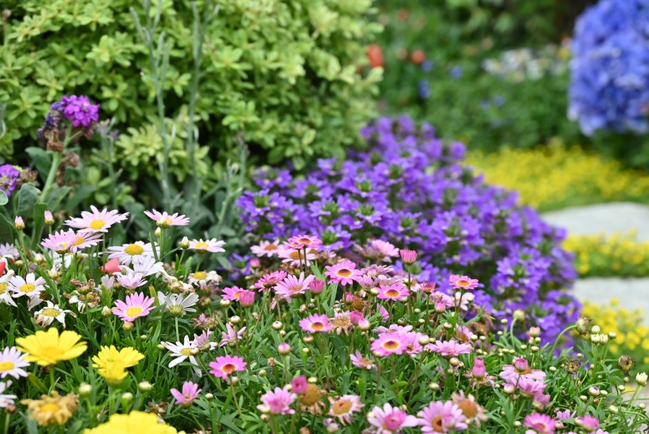 Blumenbeet und Gehweg im gestalteten Garten.