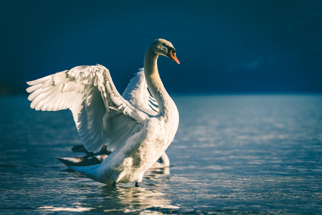Schwan schwimmt anmutig auf einem ruhigen See.
